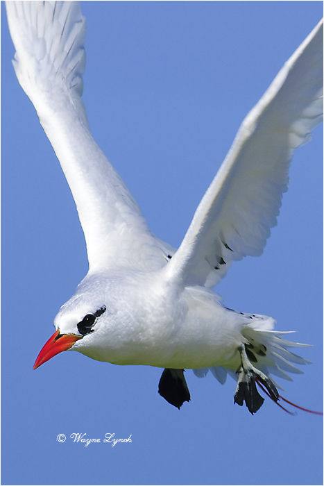 Red-tailed Tropic Bird 109 by Dr. Wayne Lynch &copy; 